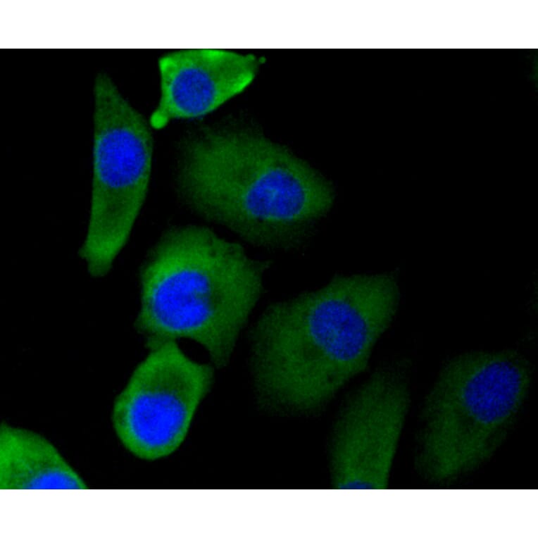 Immunofluorescence - Anti-EGLN2 Antibody (A11437) - Antibodies.com