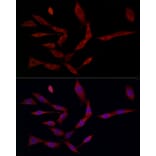 Immunofluorescence - Anti-Ferritin Heavy Chain Antibody (A13317) - Antibodies.com