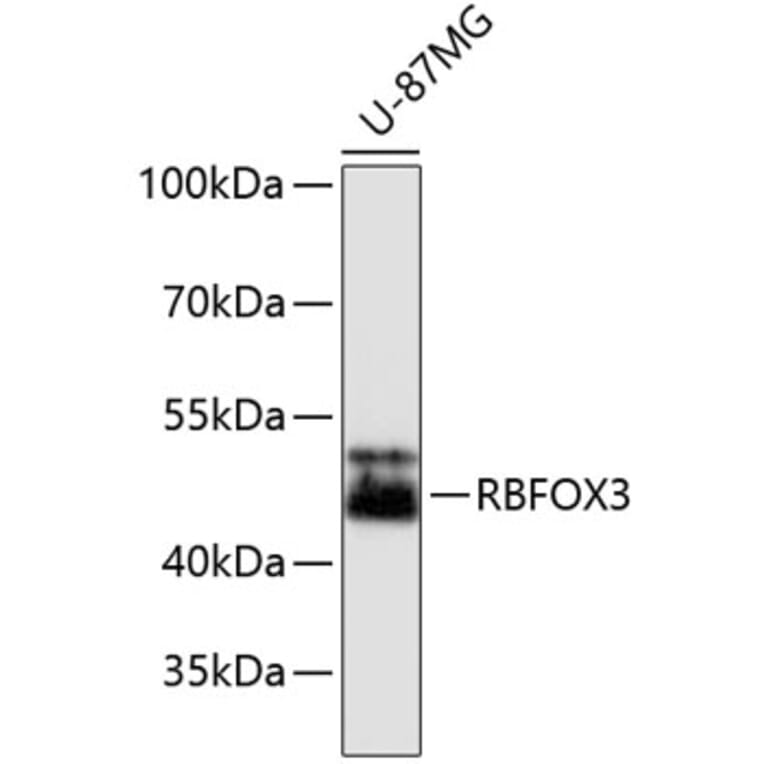 Western Blot - Anti-RBFOX3 Antibody (A11449) - Antibodies.com