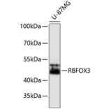 Western Blot - Anti-RBFOX3 Antibody (A11449) - Antibodies.com