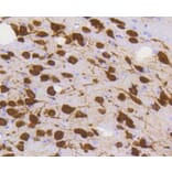 Immunohistochemistry - Anti-RBFOX3 Antibody (A11449) - Antibodies.com