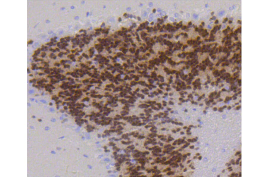 Immunohistochemistry - Anti-RBFOX3 Antibody (A11449) - Antibodies.com