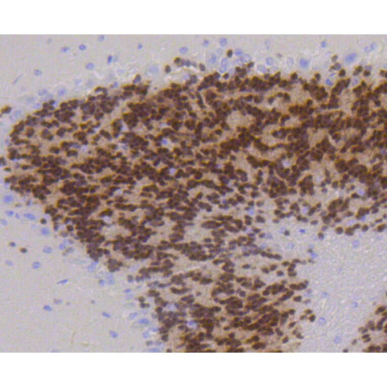 Immunohistochemistry - Anti-RBFOX3 Antibody (A11449) - Antibodies.com