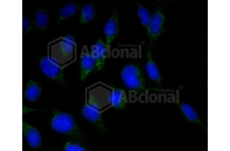 Immunofluorescence - Anti-RBFOX3 Antibody (A11449) - Antibodies.com