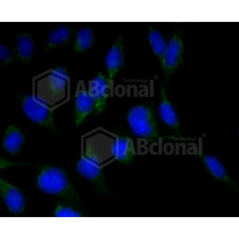 Immunofluorescence - Anti-RBFOX3 Antibody (A11449) - Antibodies.com