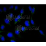 Immunofluorescence - Anti-RBFOX3 Antibody (A11449) - Antibodies.com