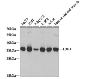 Western Blot - Anti-LDHA Antibody (A1146) - Antibodies.com