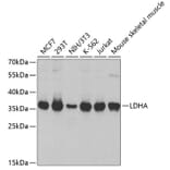 Western Blot - Anti-LDHA Antibody (A1146) - Antibodies.com