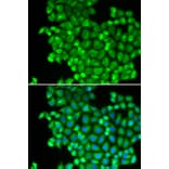 Immunofluorescence - Anti-LDHA Antibody (A1146) - Antibodies.com