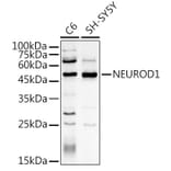 Western Blot - Anti-NeuroD1 Antibody (A13323) - Antibodies.com