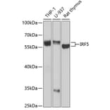 Western Blot - Anti-IRF5 Antibody (A13325) - Antibodies.com