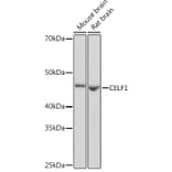 Western Blot - Anti-CUG-BP1 Antibody [ARC1866] (A13326) - Antibodies.com