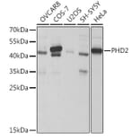 Western Blot - Anti-PHD2/prolyl hydroxylase Antibody (A13327) - Antibodies.com