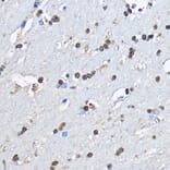 Immunohistochemistry - Anti-PHD2/prolyl hydroxylase Antibody (A13327) - Antibodies.com