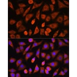 Immunofluorescence - Anti-PHD2/prolyl hydroxylase Antibody (A13327) - Antibodies.com