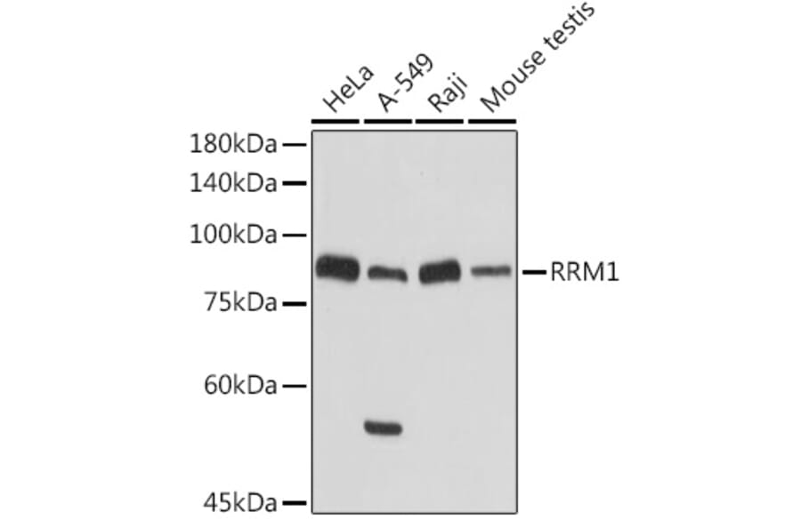 Western Blot - Anti-RRM1 Antibody (A13328) - Antibodies.com