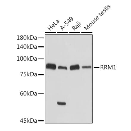 Western Blot - Anti-RRM1 Antibody (A13328) - Antibodies.com