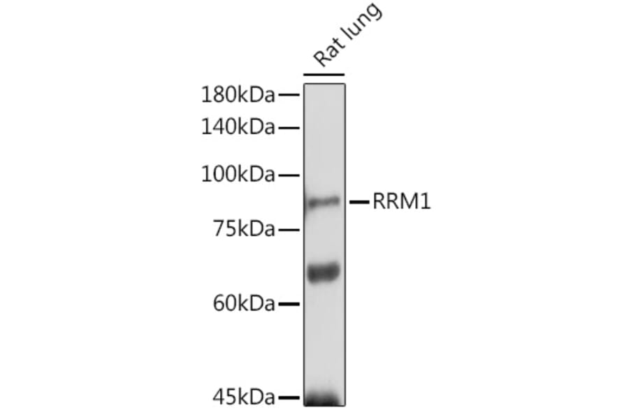 Western Blot - Anti-RRM1 Antibody (A13328) - Antibodies.com