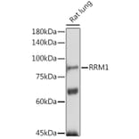 Western Blot - Anti-RRM1 Antibody (A13328) - Antibodies.com