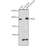 Western Blot - Anti-RRM1 Antibody (A13328) - Antibodies.com