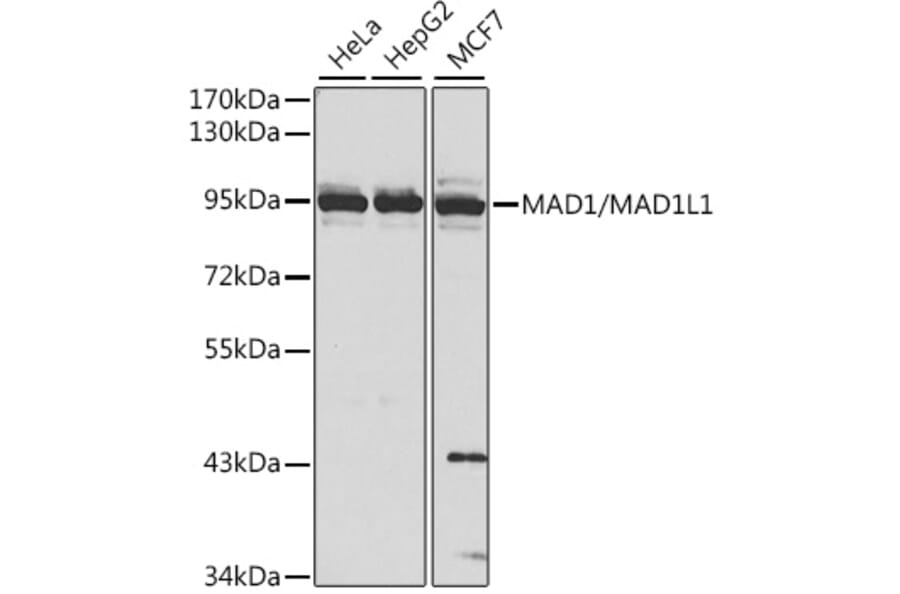 Western Blot - Anti-MAD1L1/MAD1 Antibody (A13329) - Antibodies.com