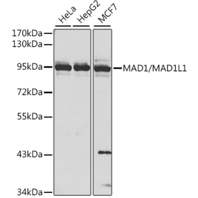 Western Blot - Anti-MAD1L1/MAD1 Antibody (A13329) - Antibodies.com