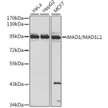 Western Blot - Anti-MAD1L1/MAD1 Antibody (A13329) - Antibodies.com