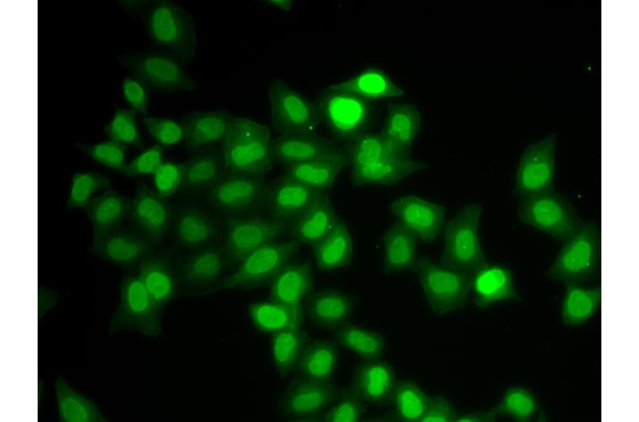 Immunofluorescence - Anti-MAD1L1/MAD1 Antibody (A13329) - Antibodies.com