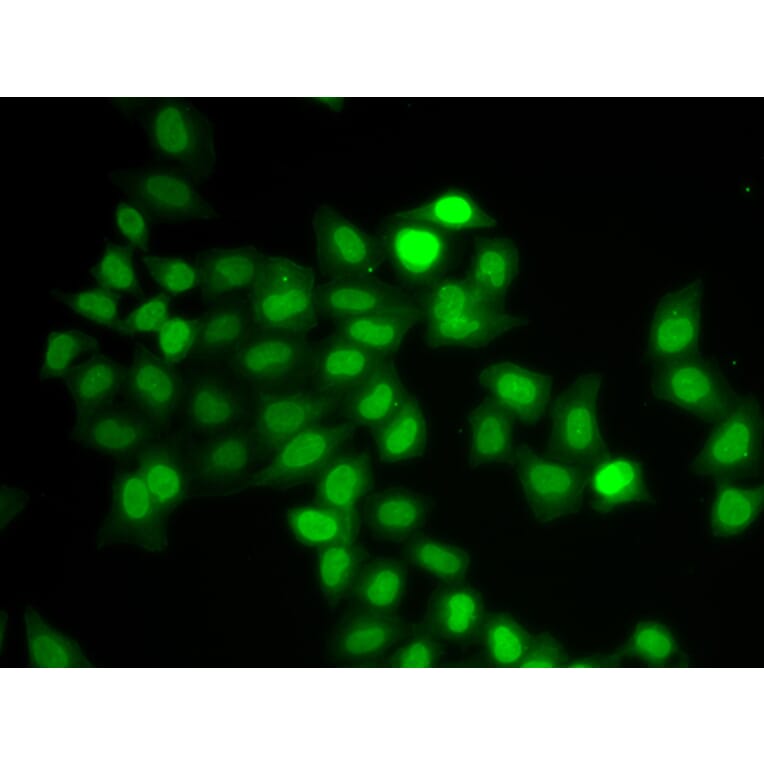 Immunofluorescence - Anti-MAD1L1/MAD1 Antibody (A13329) - Antibodies.com