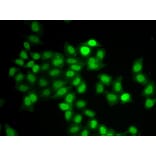 Immunofluorescence - Anti-MAD1L1/MAD1 Antibody (A13329) - Antibodies.com
