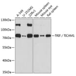 Western Blot - Anti-TRIF Antibody (A13331) - Antibodies.com