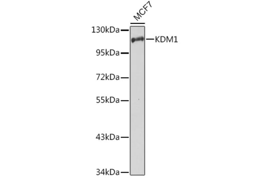 Western Blot - Anti-KDM1/LSD1 Antibody (A13332) - Antibodies.com