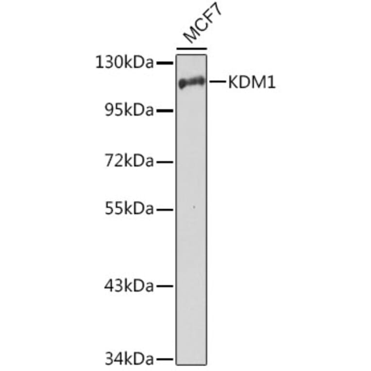Western Blot - Anti-KDM1/LSD1 Antibody (A13332) - Antibodies.com