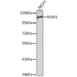 Western Blot - Anti-KDM1/LSD1 Antibody (A13332) - Antibodies.com