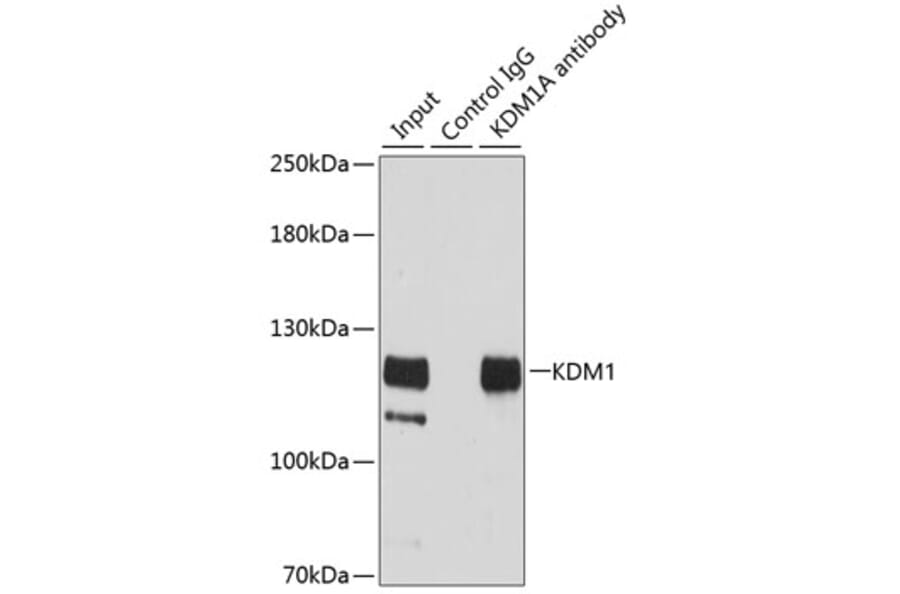 Immunoprecipitation - Anti-KDM1/LSD1 Antibody (A13332) - Antibodies.com