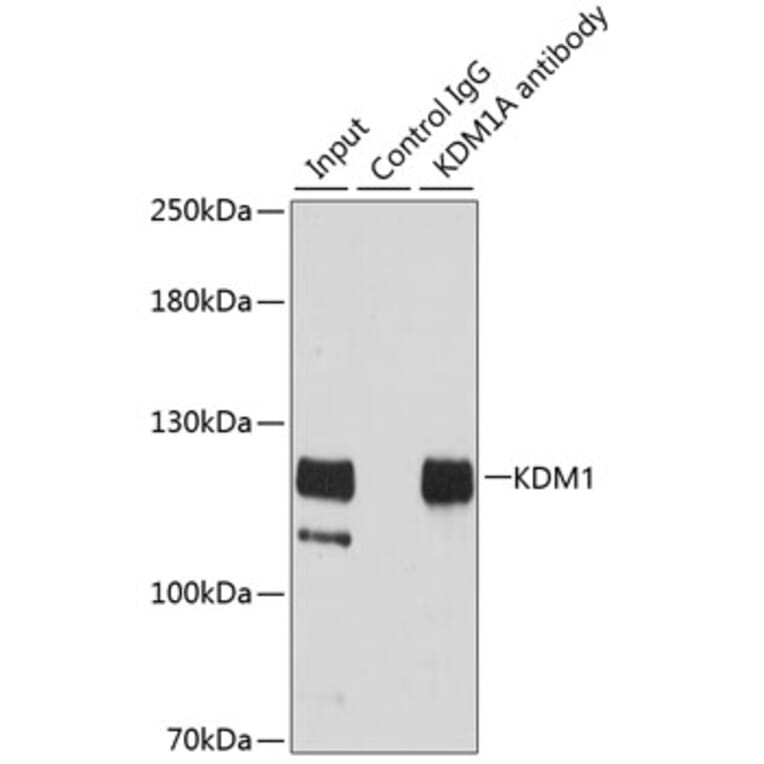 Immunoprecipitation - Anti-KDM1/LSD1 Antibody (A13332) - Antibodies.com