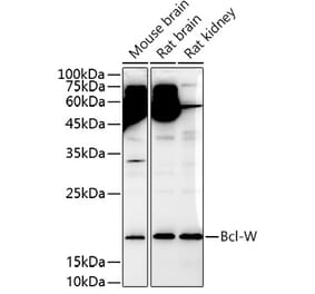 Western Blot - Anti-BCL2L2 Antibody (A13334) - Antibodies.com
