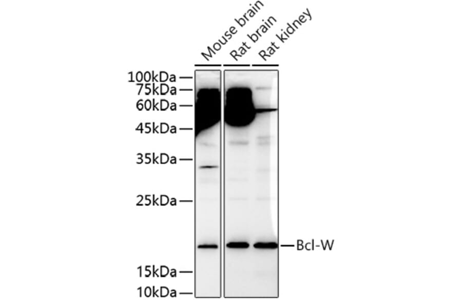 Western Blot - Anti-BCL2L2 Antibody (A13334) - Antibodies.com