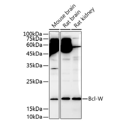 Western Blot - Anti-BCL2L2 Antibody (A13334) - Antibodies.com