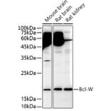 Western Blot - Anti-BCL2L2 Antibody (A13334) - Antibodies.com