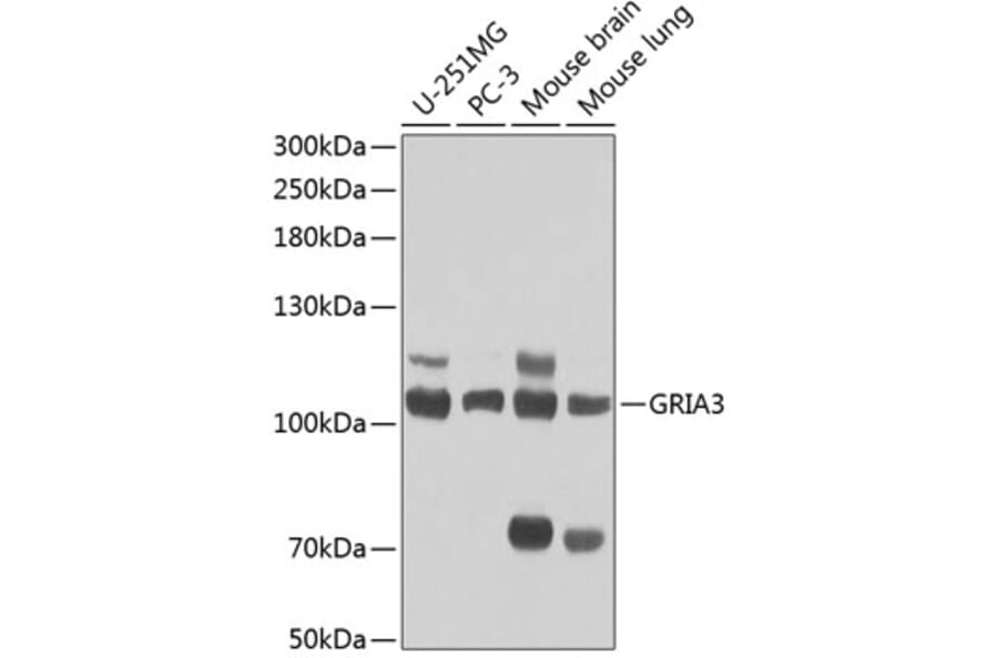 Western Blot - Anti-GRIA3 Antibody (A1159) - Antibodies.com