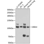 Western Blot - Anti-GRIA3 Antibody (A1159) - Antibodies.com