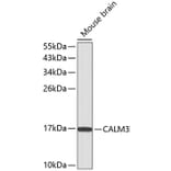 Western Blot - Anti-Calmodulin 1/2/3 Antibody (A13337) - Antibodies.com