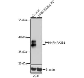 Western Blot - Anti-hnRNP A2B1 Antibody (A13338) - Antibodies.com