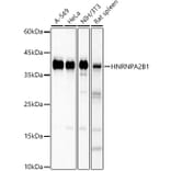 Western Blot - Anti-hnRNP A2B1 Antibody (A13338) - Antibodies.com