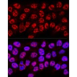 Immunofluorescence - Anti-hnRNP A2B1 Antibody (A13338) - Antibodies.com