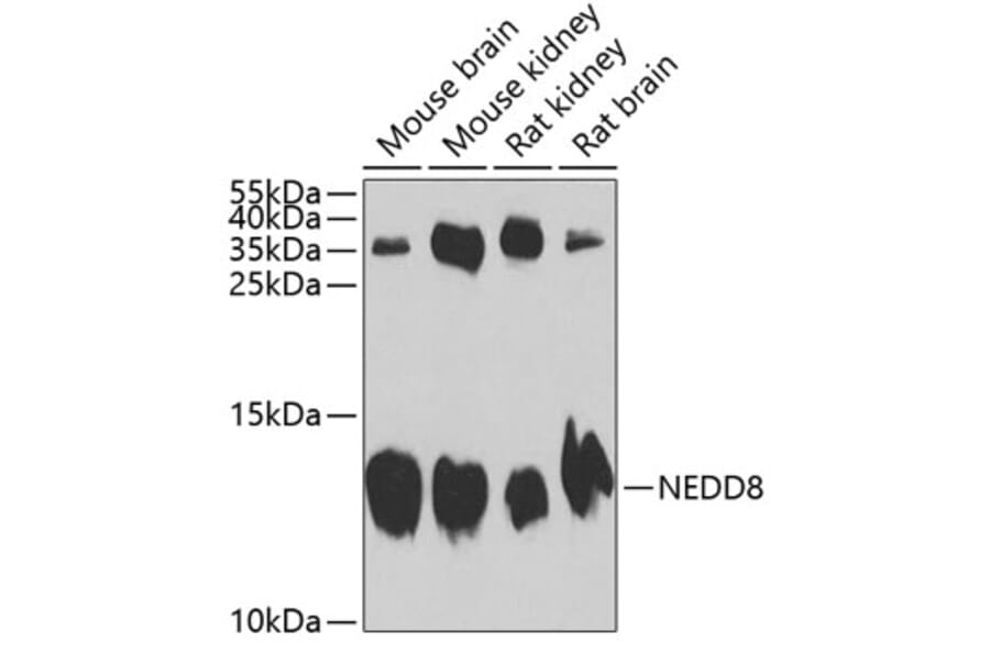 Western Blot - Anti-NEDD8 Antibody (A13339) - Antibodies.com