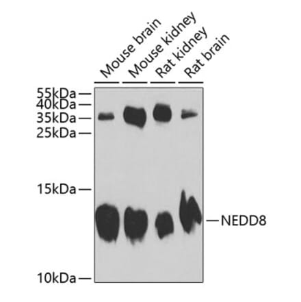 Western Blot - Anti-NEDD8 Antibody (A13339) - Antibodies.com