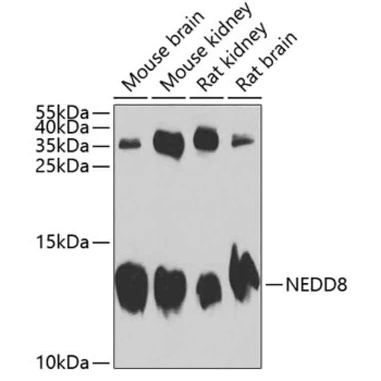 Western Blot - Anti-NEDD8 Antibody (A13339) - Antibodies.com
