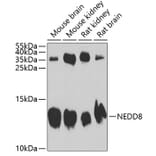 Western Blot - Anti-NEDD8 Antibody (A13339) - Antibodies.com